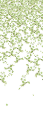 Kravet FALLING GINKGO SUMMER Wallpaper
