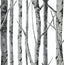 Seabrook Birch Trees Monochrome Wallpaper