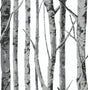 Seabrook Birch Trees Monochrome Wallpaper