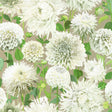 Harlequin Dahlia Sail Cloth/Meadow/Gilver Wallpaper