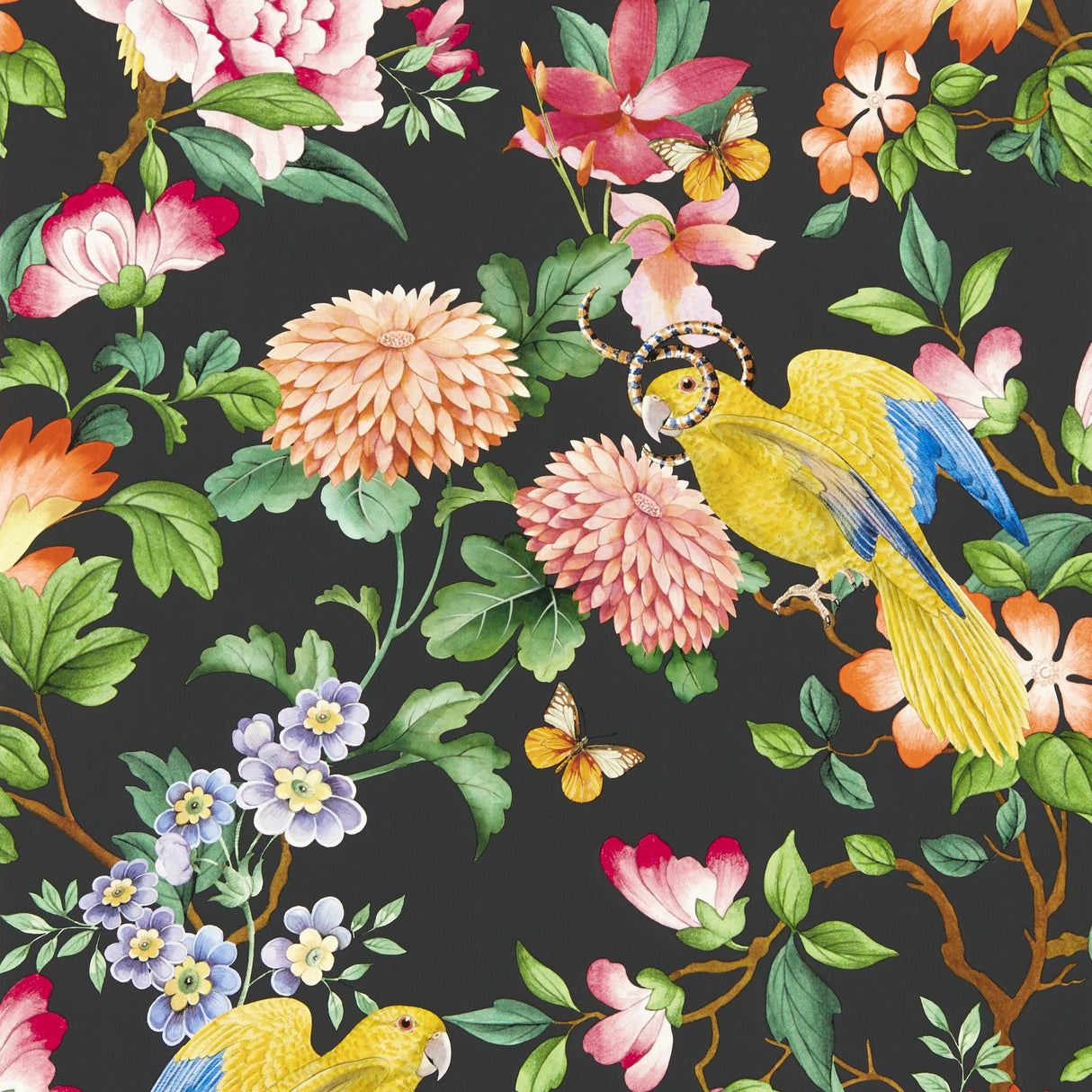 Clarke & Clarke GOLDEN PARROT WP NOIR Wallpaper