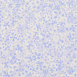 Schumacher X Backdrop Superbloom Cornflower Wallpaper