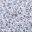 Schumacher X Backdrop Superbloom Deep Blue Wallpaper