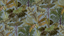 Kravet PALM GROVE 01 Wallpaper