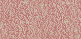 Kravet CORAL 01 Wallpaper