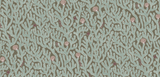 Kravet CORAL 31 Wallpaper