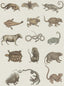 MindTheGap ARK OF SEBA NATURE Wallpaper