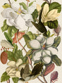 MindTheGap MAGNOLIA TAUPE The Florist Wallpaper