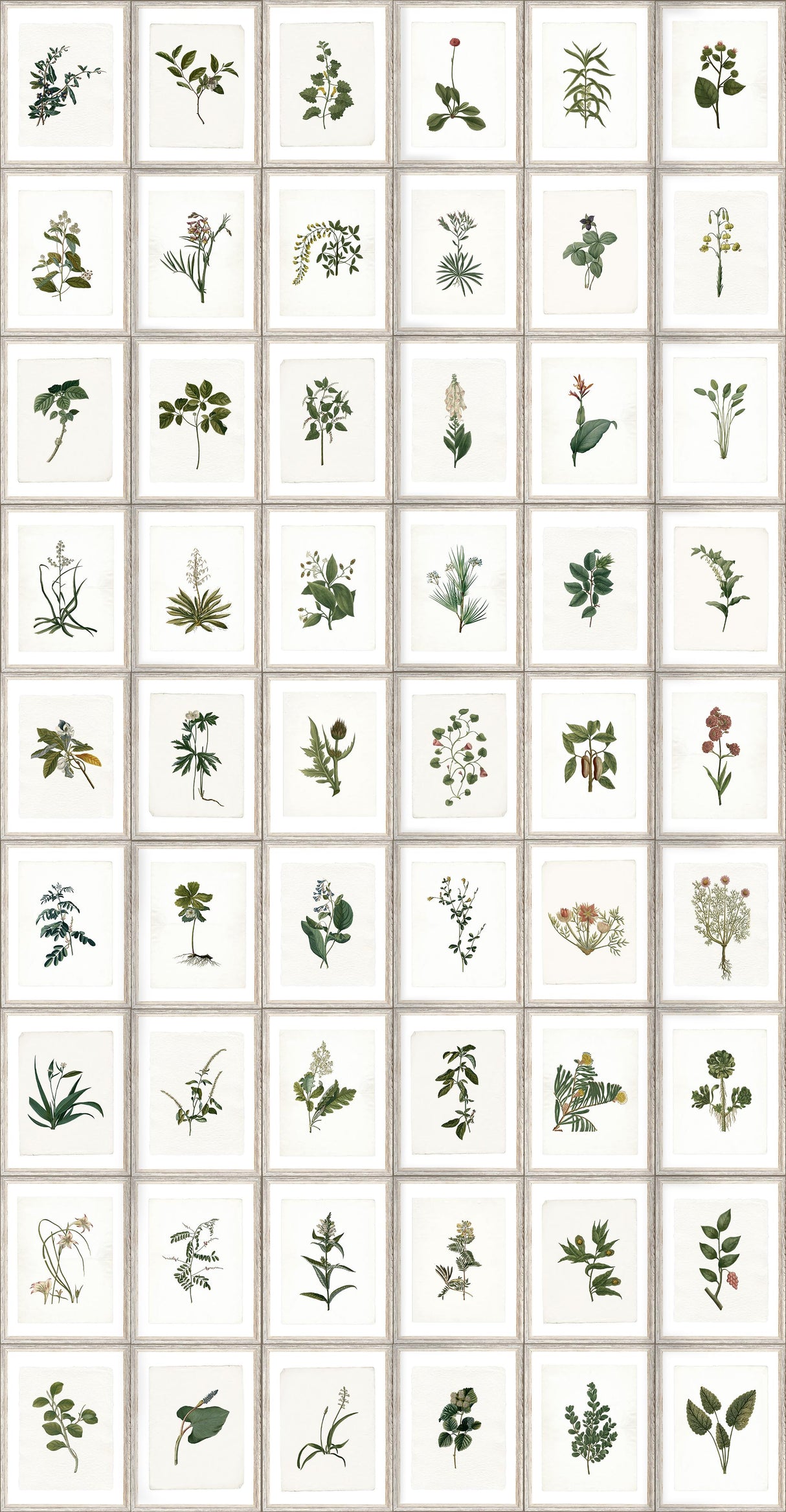 MindTheGap BOTANY The Antiquarian Wallpaper