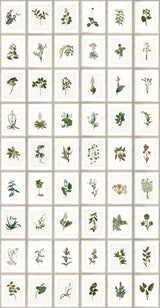 MindTheGap BOTANY The Antiquarian Wallpaper