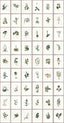 MindTheGap BOTANY The Antiquarian Wallpaper