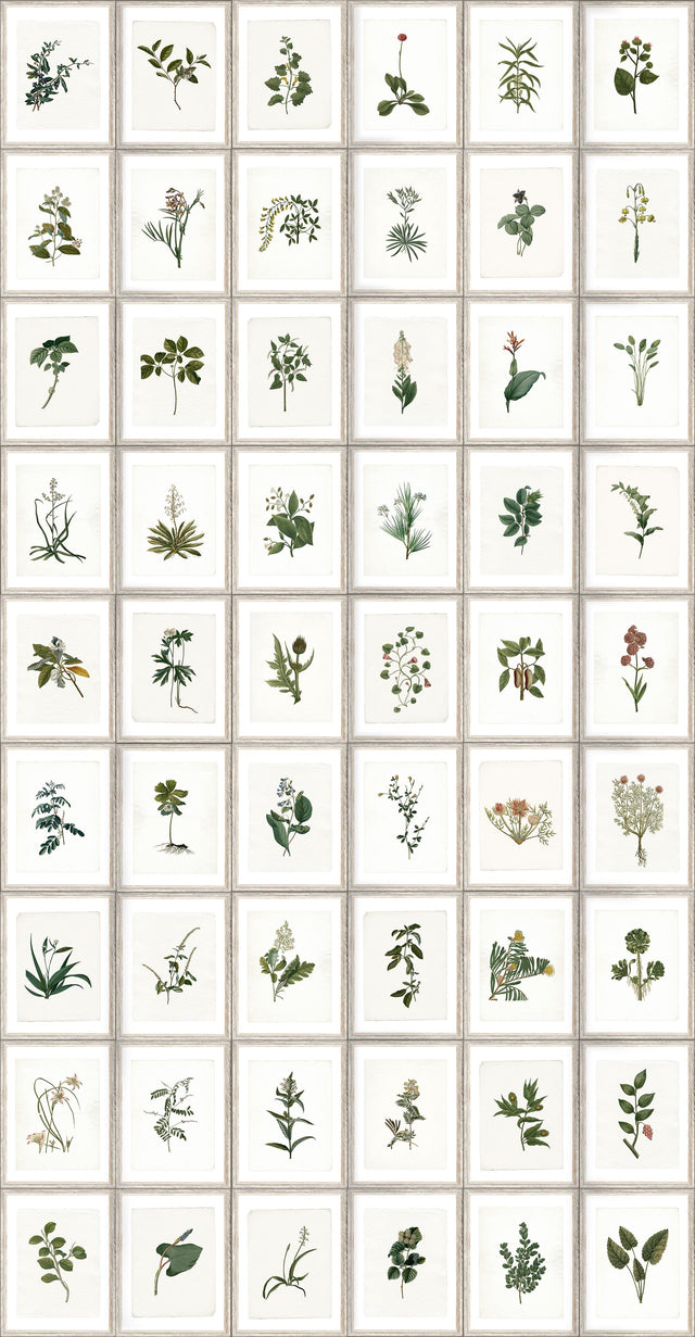MindTheGap BOTANY The Antiquarian Wallpaper