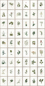 MindTheGap BOTANY The Antiquarian Wallpaper