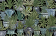 MindTheGap ECHEVERIA The Rediscovered Paradise Wallpaper