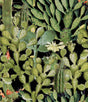 MindTheGap OPUNTIA ANTHRACITE The Rediscovered Paradise Wallpaper
