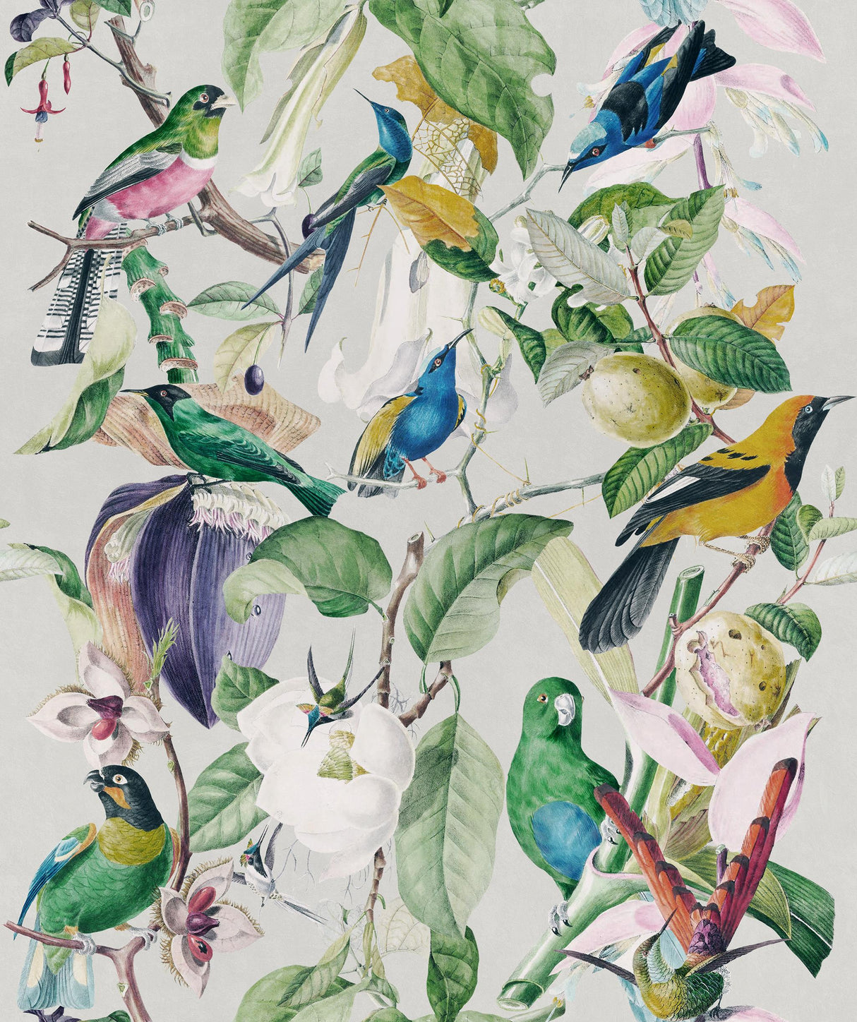 MindTheGap TROPICAL BIRDS The Rediscovered Paradise Wallpaper