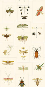 MindTheGap ENTOMOLOGY The Antiquarian Wallpaper