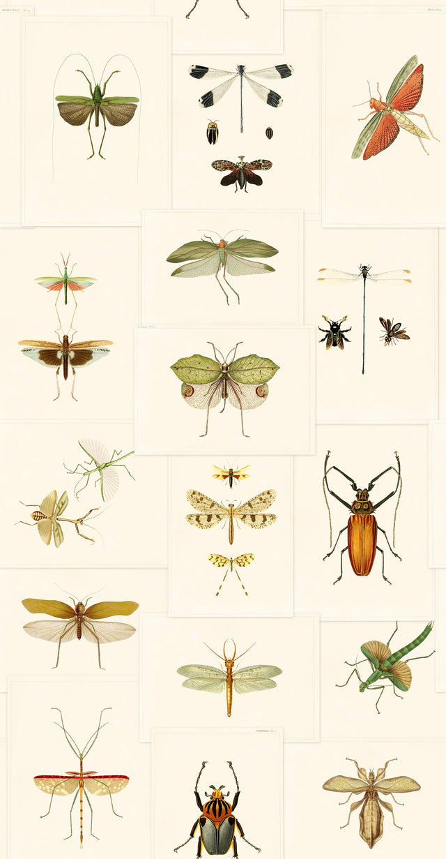 MindTheGap ENTOMOLOGY The Antiquarian Wallpaper