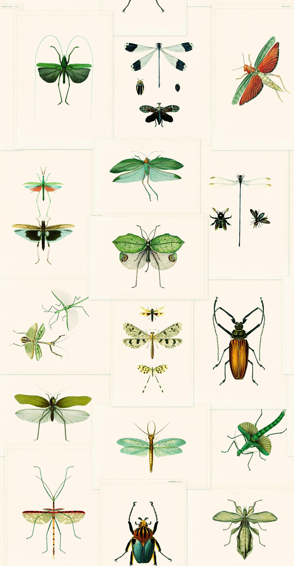 MindTheGap ENTOMOLOGY GREEN The Antiquarian Wallpaper