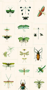 MindTheGap ENTOMOLOGY GREEN The Antiquarian Wallpaper