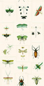 MindTheGap ENTOMOLOGY GREEN The Antiquarian Wallpaper
