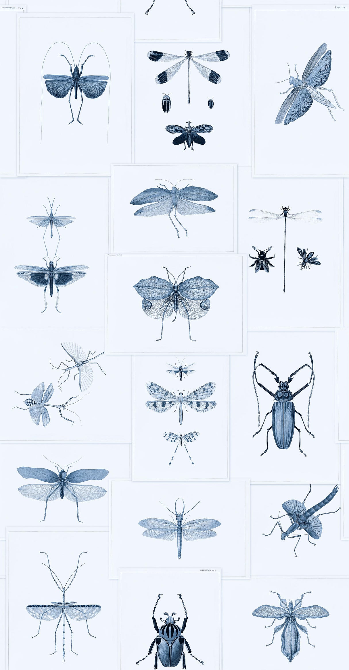 MindTheGap ENTOMOLOGY BLUE The Antiquarian Wallpaper