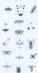 MindTheGap ENTOMOLOGY BLUE The Antiquarian Wallpaper