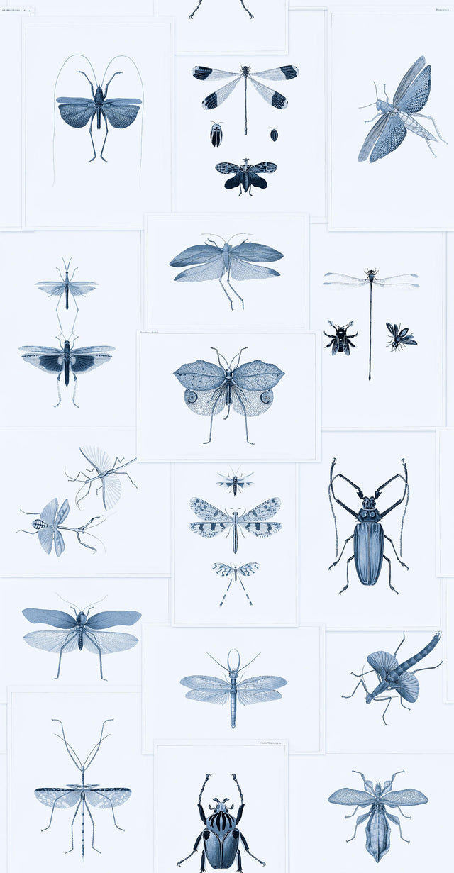 MindTheGap ENTOMOLOGY BLUE The Antiquarian Wallpaper