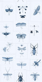 MindTheGap ENTOMOLOGY BLUE The Antiquarian Wallpaper