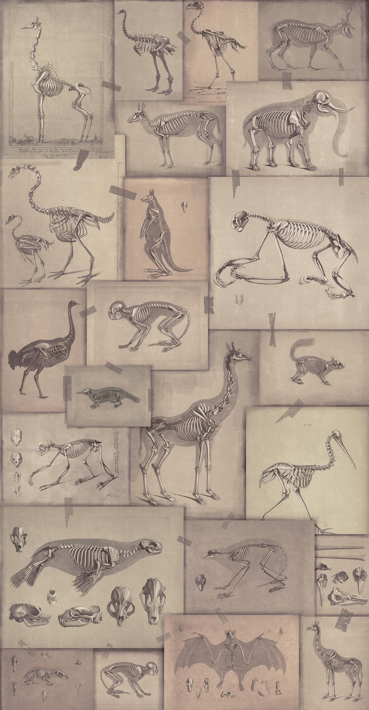 MindTheGap ZOOARCHAEOLOGY The Antiquarian Wallpaper