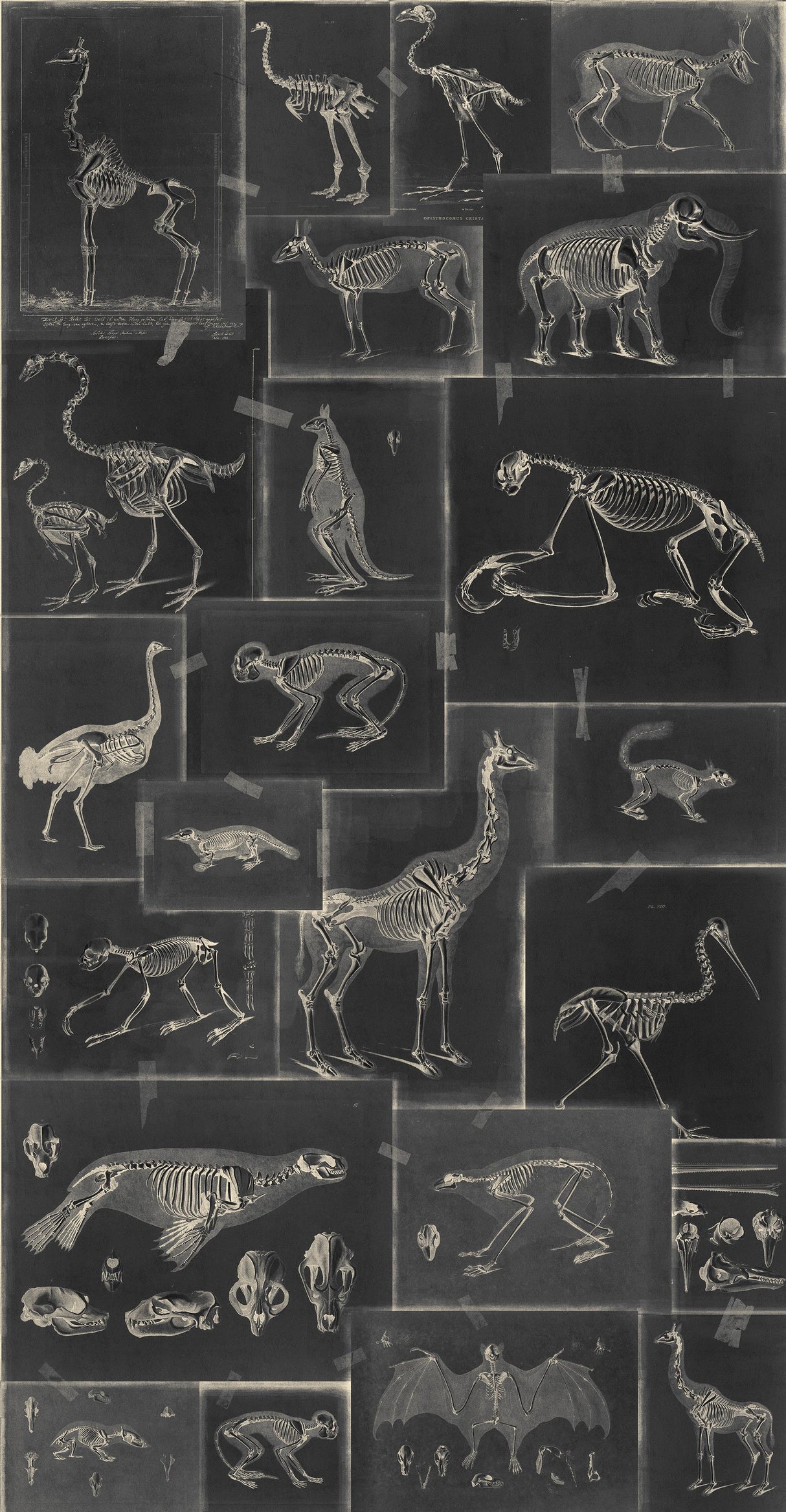 MindTheGap ZOOARCHAEOLOGY ANTHRACITE The Antiquarian Wallpaper