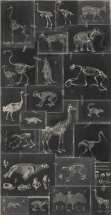 MindTheGap ZOOARCHAEOLOGY ANTHRACITE The Antiquarian Wallpaper