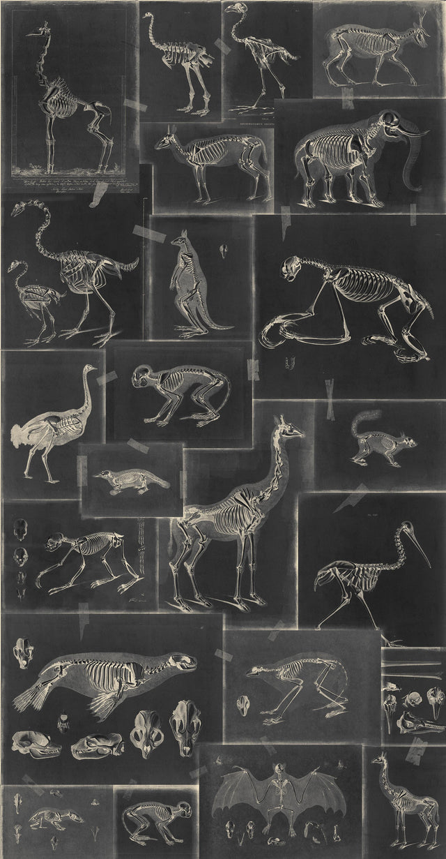 MindTheGap ZOOARCHAEOLOGY ANTHRACITE The Antiquarian Wallpaper