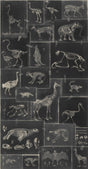 MindTheGap ZOOARCHAEOLOGY ANTHRACITE The Antiquarian Wallpaper