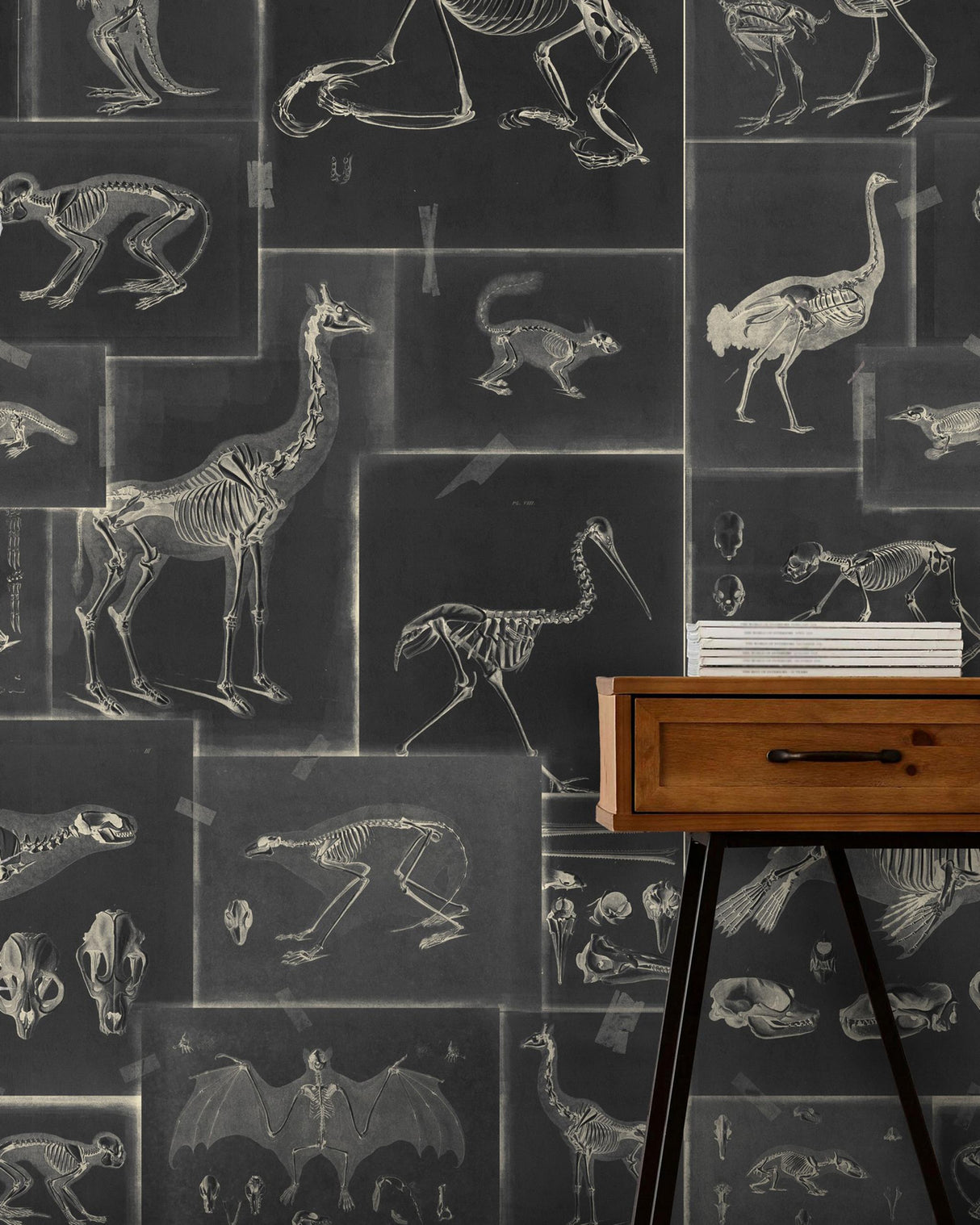 MindTheGap ZOOARCHAEOLOGY ANTHRACITE The Antiquarian Wallpaper