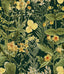MindTheGap MIMULUS Anthracite FLORILEGIUM Wallpaper