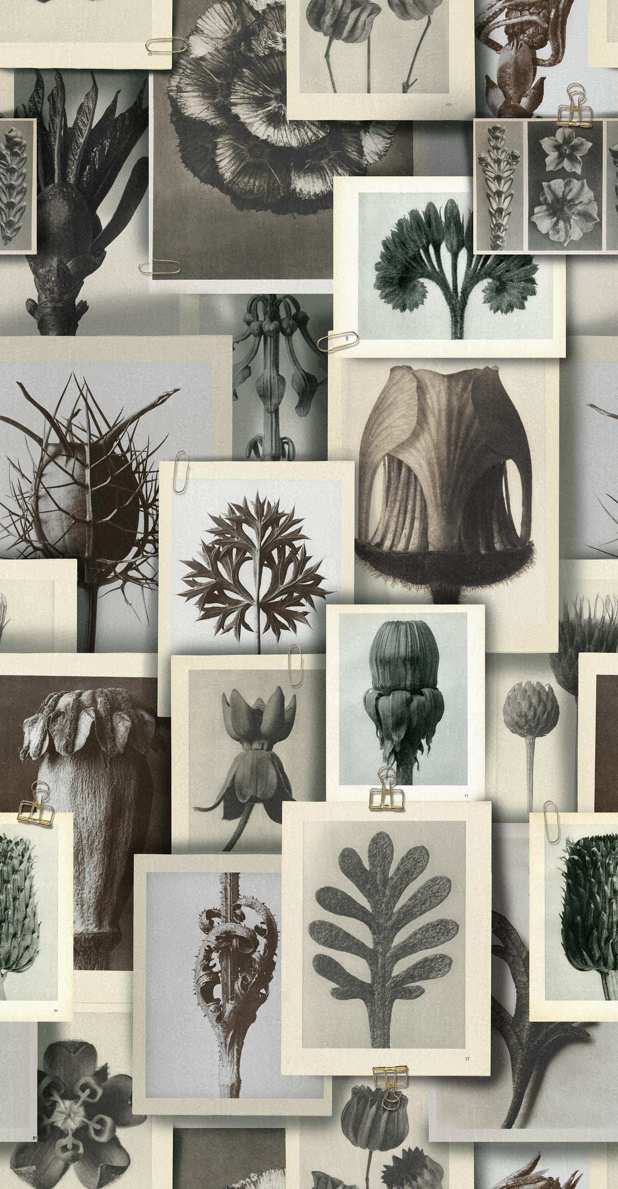 MindTheGap BLOSSFELDT'S ART FORMS The Artist's House Wallpaper
