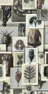 MindTheGap BLOSSFELDT'S ART FORMS The Artist's House Wallpaper
