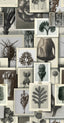 MindTheGap BLOSSFELDT'S ART FORMS The Artist's House Wallpaper