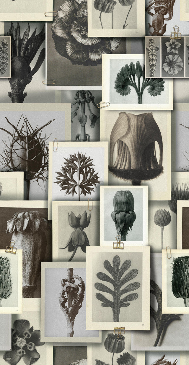 MindTheGap BLOSSFELDT'S ART FORMS The Artist's House Wallpaper