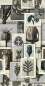 MindTheGap BLOSSFELDT'S ART FORMS The Artist's House Wallpaper