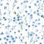 Brewster Home Fashions Heidi Blue Watercolor Florals Wallpaper