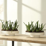 Jamie Young Coco Ceramic Decorative Pedestal