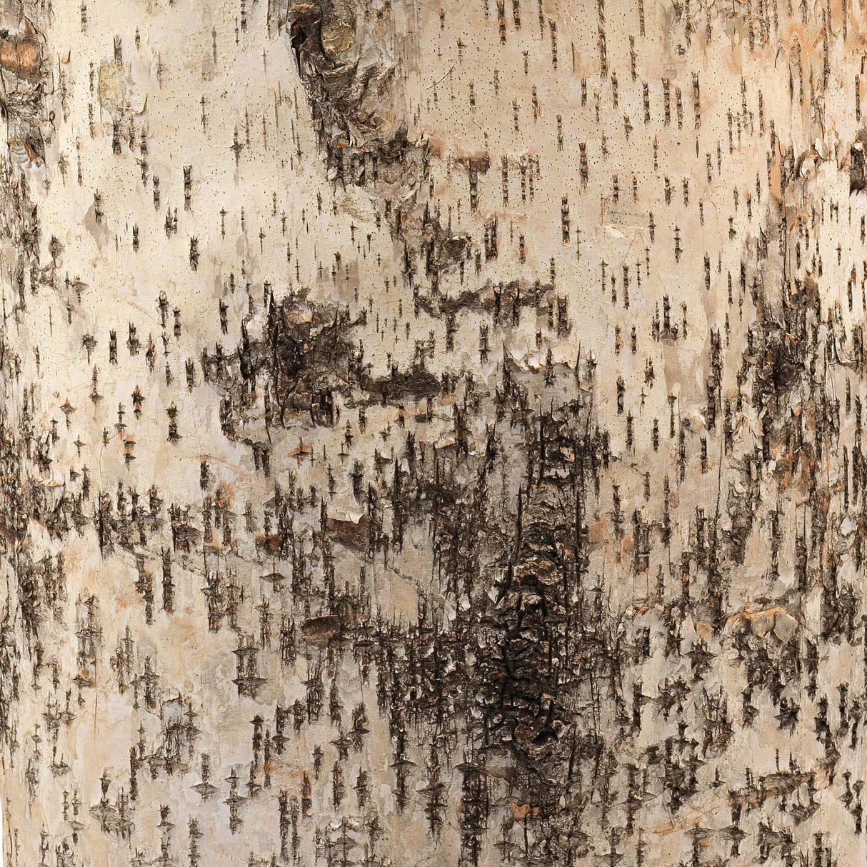 Jamie Young Forrester Birch Wood Table Lamp with Linen Shade