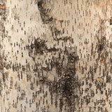 Jamie Young Forrester Birch Wood Table Lamp with Linen Shade