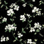 York Dogwood Black Wallpaper