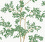 York Lunaria Silhouette White & Green Wallpaper