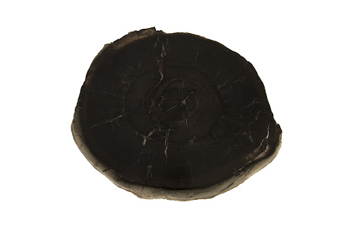 Phillips Collection Petrified Wood SS Legs Assorted Coffee Table