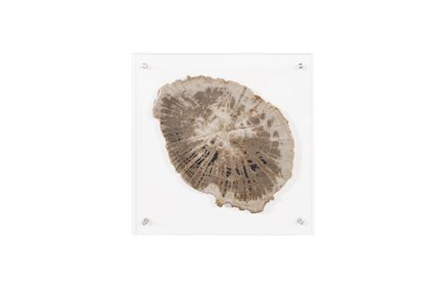Phillips Collection Floating Petrified Slice Assorted Wall Art