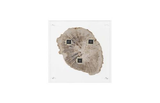 Phillips Collection Floating Petrified Slice Assorted Wall Art